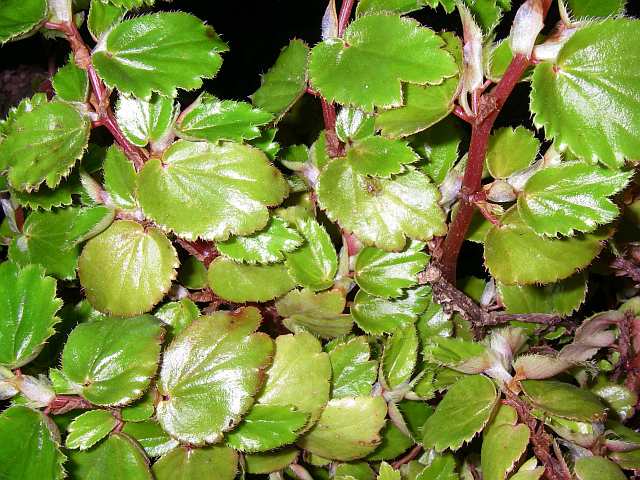 B. ‘Weisser Ehance’